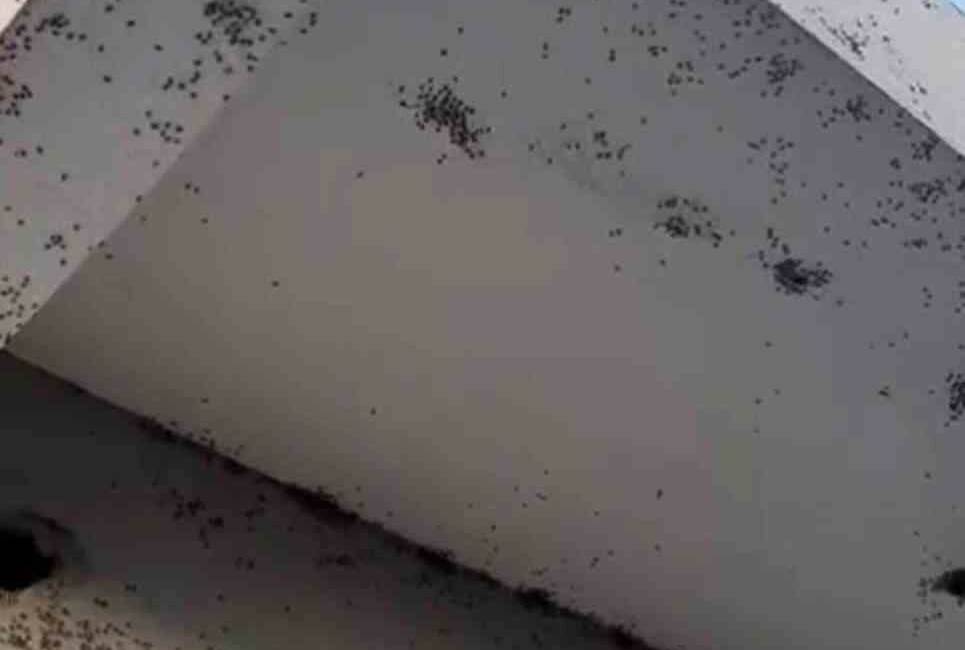 Siirt'in Kurtalan ilçesine bağlı 6 köyde sinek istilası devam ediyor.