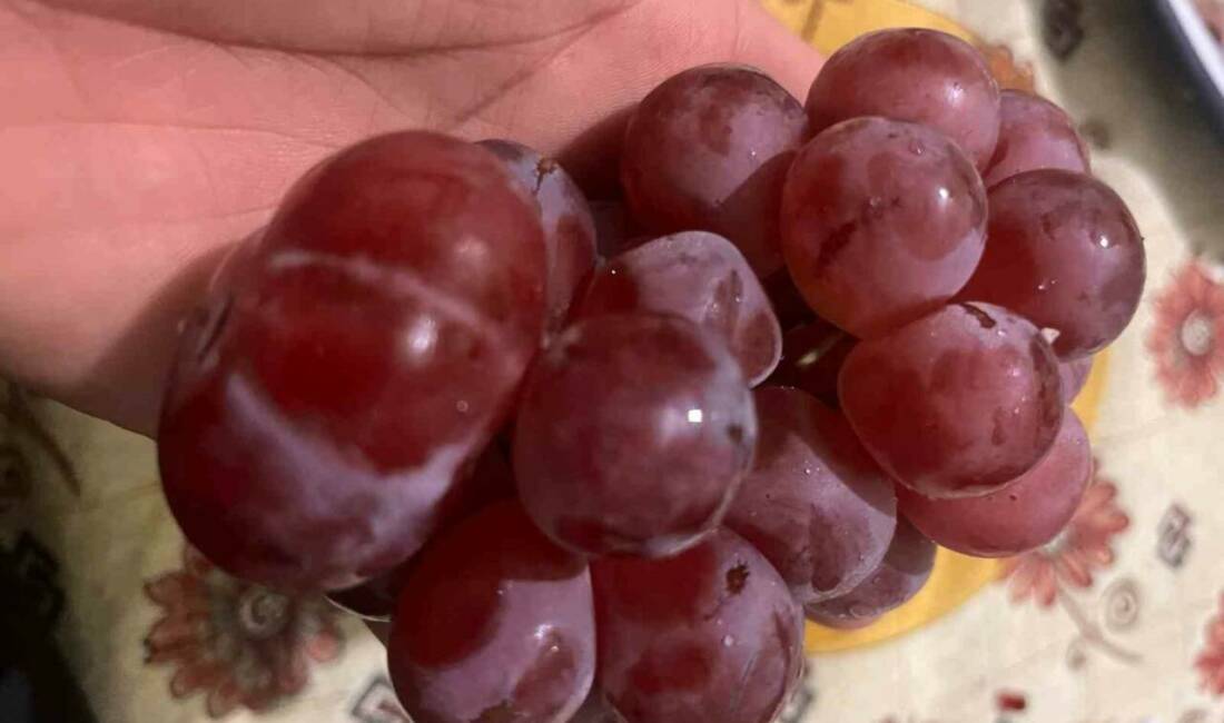 Sıra dışı üzüm tanesi görenleri hayrete düşürdü Batman’da bir vatandaş, manavdan aldığı 1 kilo üzümün içinden çıkan