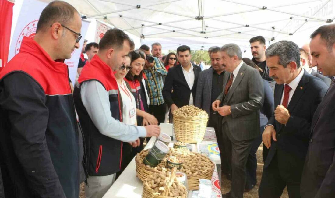 Şırnak’ın Silopi ilçesinde bu 60 bin dekara ekilen yer fıstığından