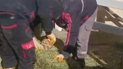 Türkiye Jokey Kulübü Şanlıurfa Hara ve Aşım İstasyonu'nda skandal bir