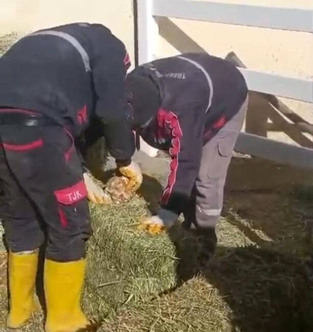 Türkiye Jokey Kulübü Şanlıurfa Hara ve Aşım İstasyonu'nda skandal bir