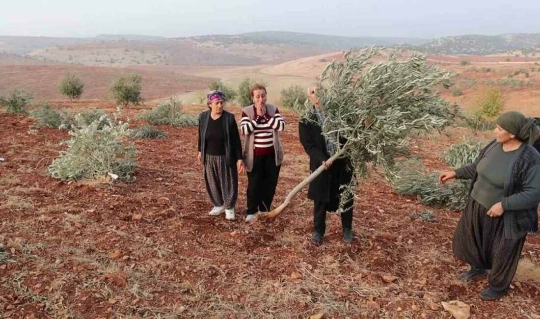 Adıyaman'ın Besni ilçesinde 500 dönüm arazi içerisinde bulunan 10 bin