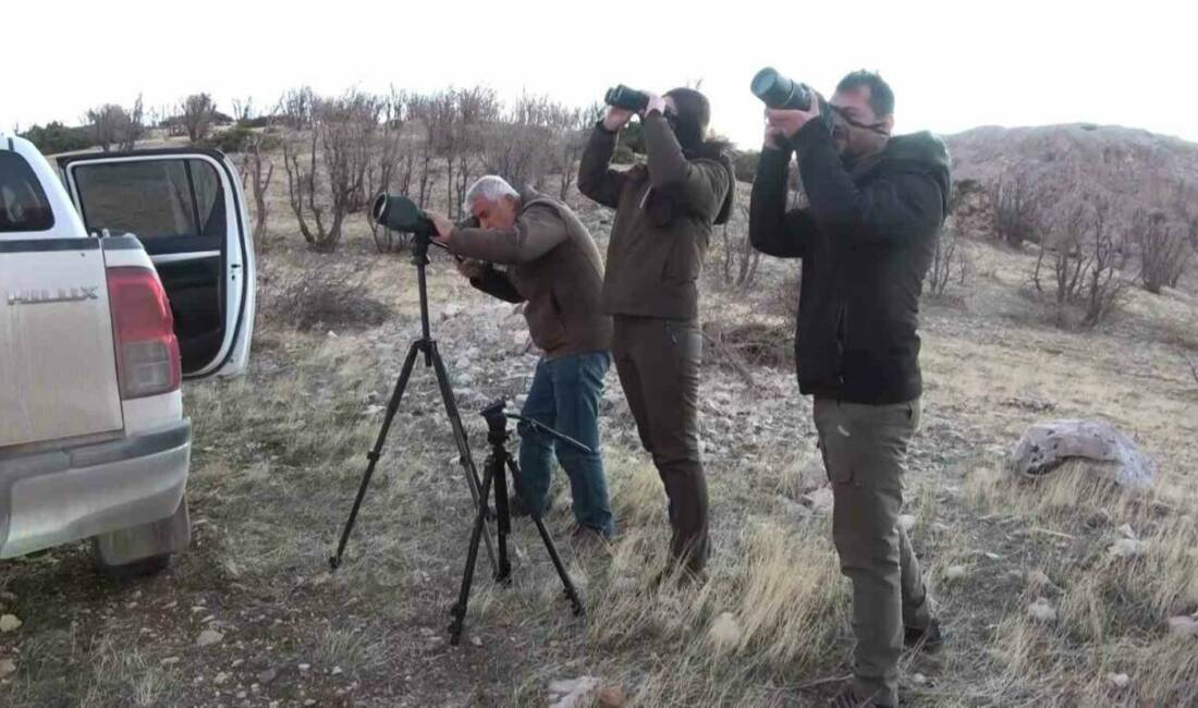 Türkiye’de en fazla yaban keçisinin yaşadığı şehirlerden birisi olan Adıyaman’da,