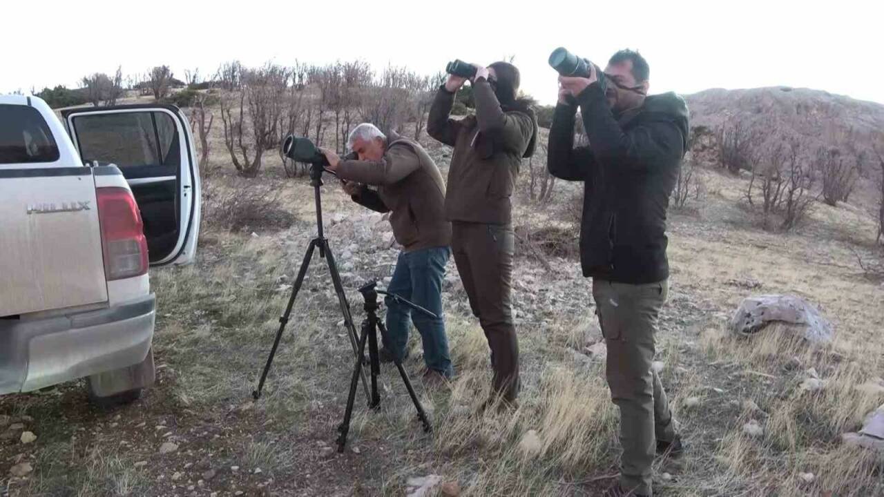 Türkiye’de en fazla yaban keçisinin yaşadığı şehirlerden birisi olan Adıyaman’da,