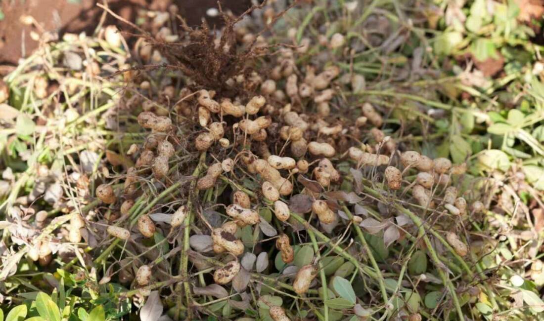 Adıyaman Üniversitesi Tarımsal Araştırma ve Uygulama Arazi Yönetimi Merkezi (ADYÜTAYAM)’da