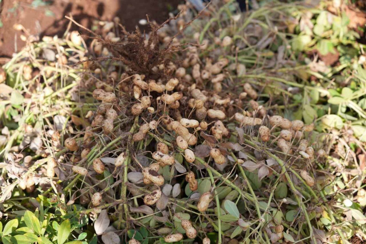 Adıyaman Üniversitesi Tarımsal Araştırma ve Uygulama Arazi Yönetimi Merkezi (ADYÜTAYAM)’da