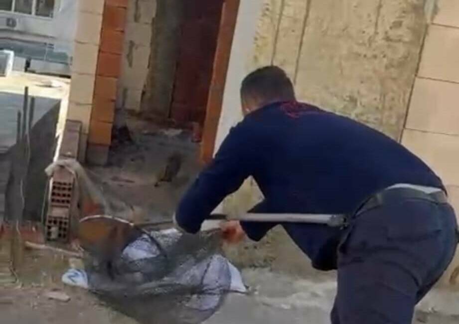 Bir iş merkezinin asansör boşluğunda mahsur kalan kedi için itfaiye