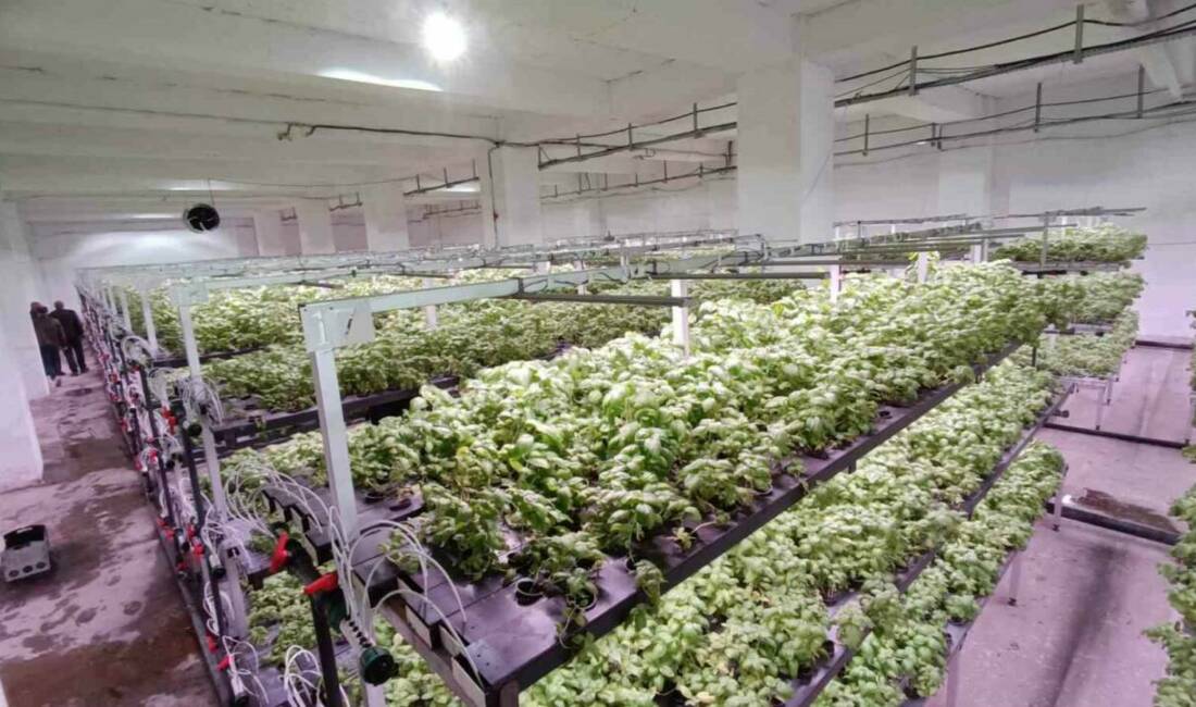 Batman’a eksi birinci katta 30 milyonluk “dikey tarım” yatırımı Batman Organize Sanayi Bölgesi'nde kurulan dikey tarım serası, Türkiye'nin en