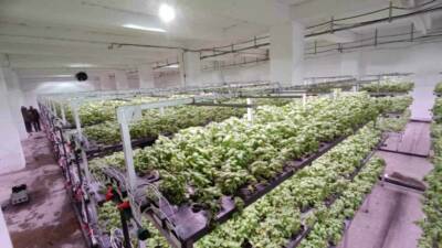 Batman Organize Sanayi Bölgesi'nde kurulan dikey tarım serası, Türkiye'nin en