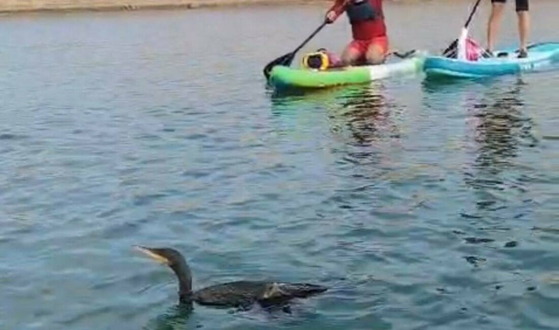 Botan Vadisi’nde yaralı bulunan karabatağı kurtarma çabası yetersiz kaldı Siirt'te kano ve sup topluluğu, Botan Vadisi'nde yaralı bir karabatak