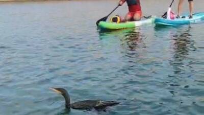 Siirt'te kano ve sup topluluğu, Botan Vadisi'nde yaralı bir karabatak