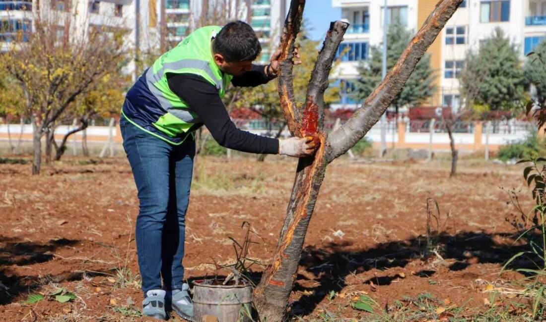 Diyarbakır Büyükşehir Belediyesi, hastalıklı ağaçları iyileştirmek için özel yöntemlerle tedavi