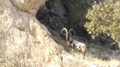 Çermik ilçesinde yer alan Gelincik Dağı'nda koruma altındaki dağ keçileri