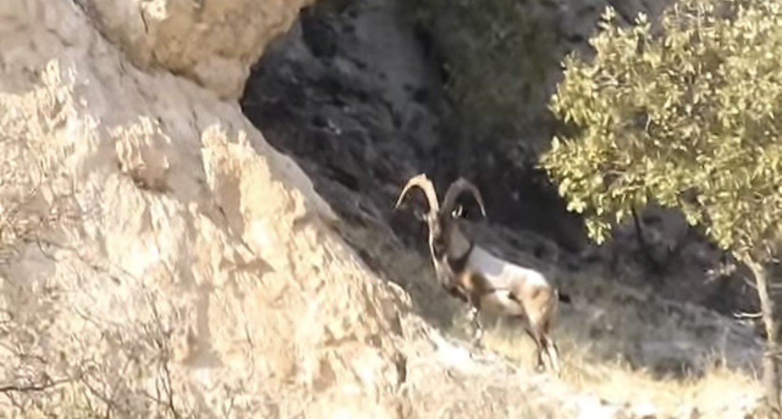 Çermik ilçesinde yer alan Gelincik Dağı'nda koruma altındaki dağ keçileri