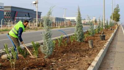 Diyarbakır Büyükşehir Belediyesi, Mardin yolundaki refüj ve kaldırımlarda 5 bin