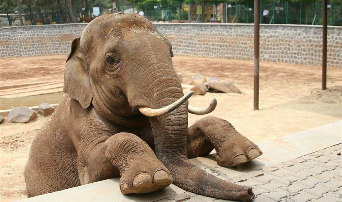 Gaziantep Büyükşehir Belediye Başkanı Fatma Şahin, CHP Grup Başkanvekili Ali