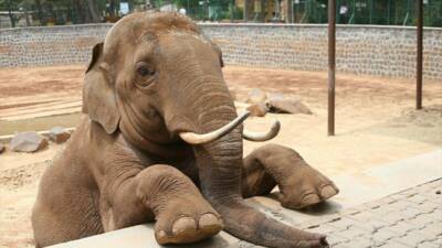 Gaziantep Büyükşehir Belediye Başkanı Fatma Şahin, CHP Grup Başkanvekili Ali