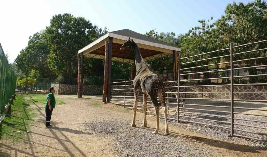 Gaziantep Doğal Yaşam Parkı'nın maskotu olan ve uzun yıllar eş