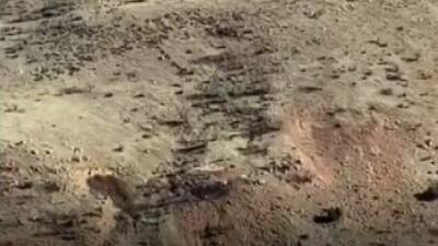 Batman’ın Gercüş ilçesinde sıkça rastlanan domuz sürüleri çiftçiler arasında endişe