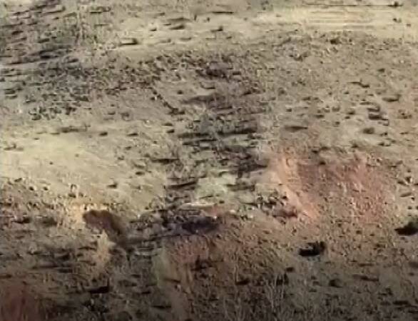 Batman’ın Gercüş ilçesinde sıkça rastlanan domuz sürüleri çiftçiler arasında endişe