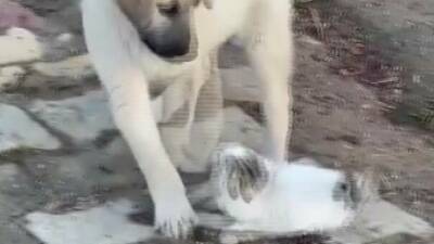 Gercüş ilçesinde yavru kedi ile yavru köpeğin sevimli kavgası Hisar