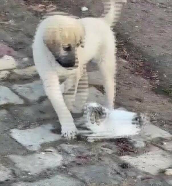 Gercüş’te yavru kedi ile yavru köpeğin sevimli kavgası kamerada Gercüş ilçesinde yavru kedi ile yavru köpeğin sevimli kavgası Hisar