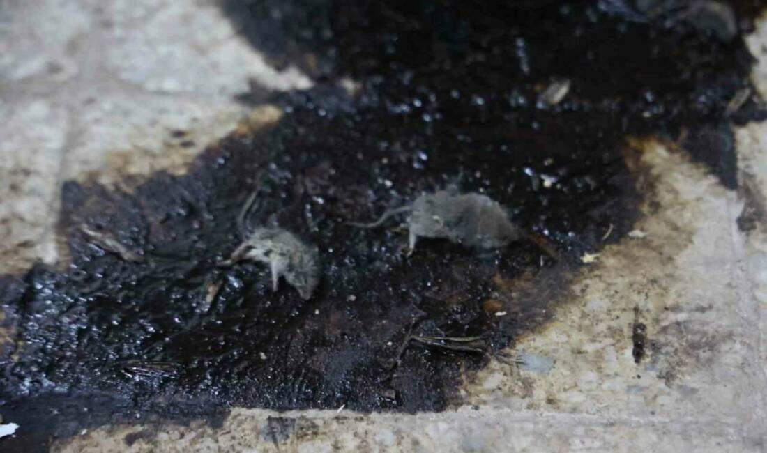 Kilis’te hijyen şartlarına aykırı üretim yapan işletmeye 105 bin TL ceza Kilis'te merdiven altı bir bakkal işletmesinde yapılan denetimde fare ve