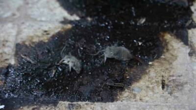 Kilis'te merdiven altı bir bakkal işletmesinde yapılan denetimde fare ve