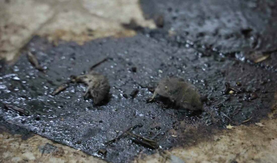 Kilis'te bir gıda işletmesinde yapılan rutin denetimlerde hijyensiz ve tarihi