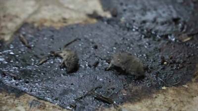 Kilis'te bir gıda işletmesinde yapılan rutin denetimlerde hijyensiz ve tarihi