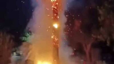 Mardin'in Kızıltepe ilçesinde bulunan 15 yıllık bir palmiye ağacı, bilinmeyen