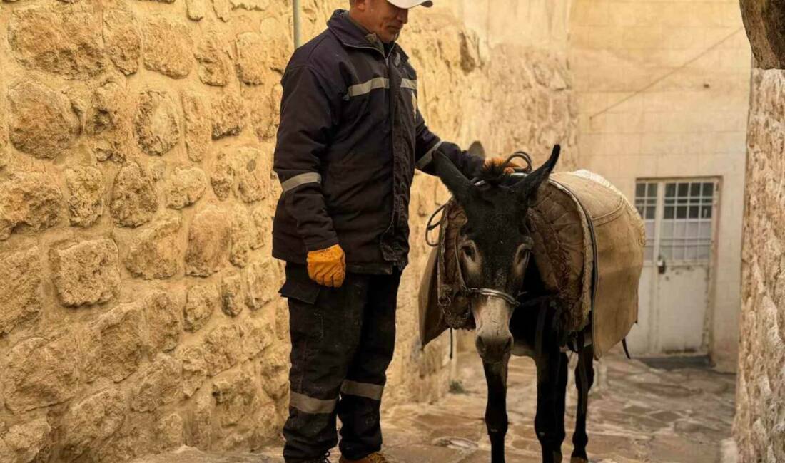 Mardin’de ’kadrolu’ eşekleri emekli edecek proje hayata geçiyor Mardin'in Artuklu ilçesinde, dar sokaklardaki temizlik çalışmalarında görev alan emekli