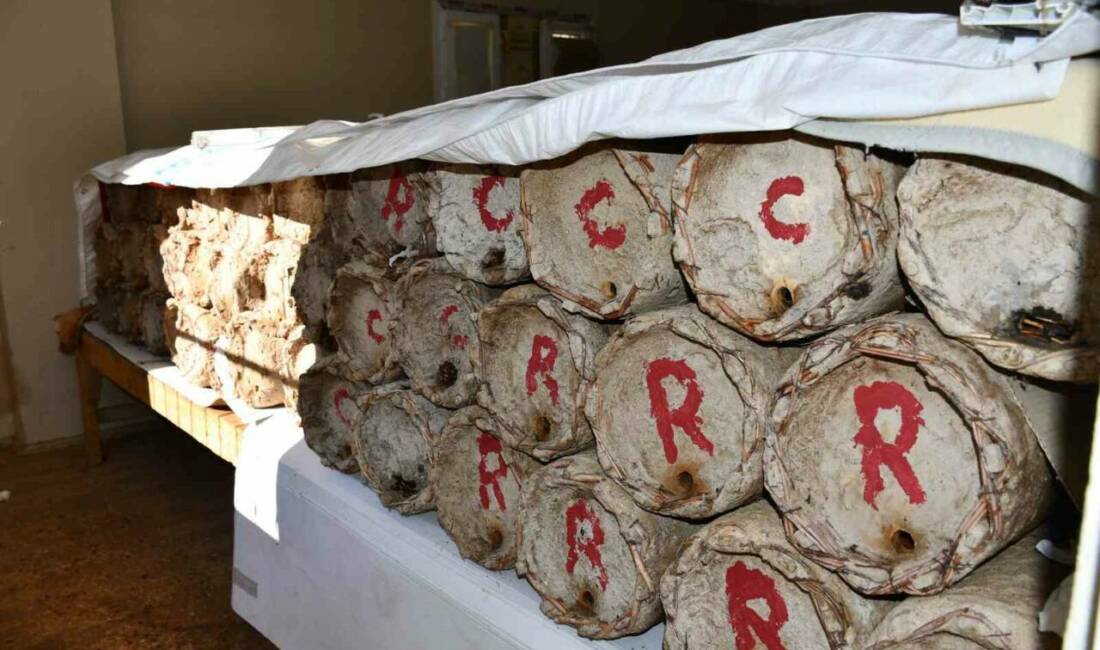 Beytüşşebap ilçesindeki bir üretici, bal arılarını korumak için misafir odasını