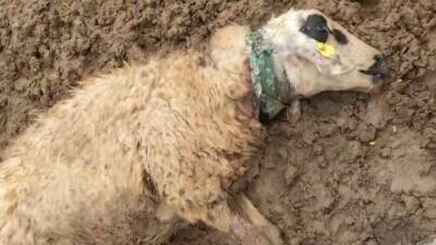 Şanlıurfa'nın Ceylanpınar ilçesinde yaşanan olayda, kırsal alanda otlayan bir sürüye