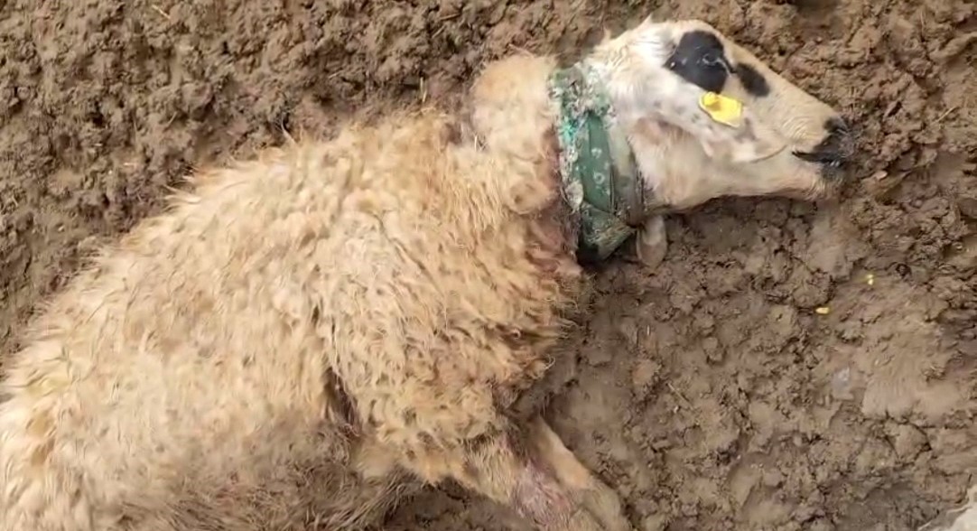 Şanlıurfa'nın Ceylanpınar ilçesinde yaşanan olayda, kırsal alanda otlayan bir sürüye