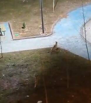 Şanlıurfa'nın Karaköprü ilçesinde, gece saatlerinde bir parkta yiyecek arayan 2