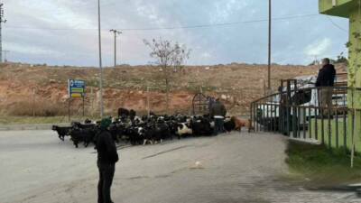 Siirt'te şap hastalığı nedeniyle kapatılan hayvan pazarı, Siirt Belediyesi Veteriner