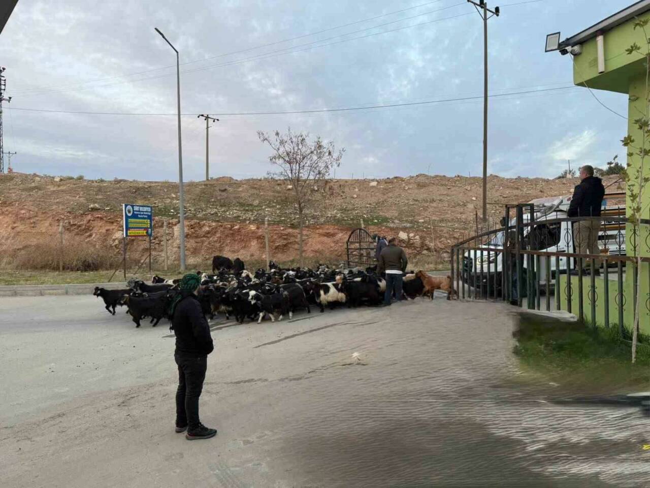 Siirt'te şap hastalığı nedeniyle kapatılan hayvan pazarı, Siirt Belediyesi Veteriner