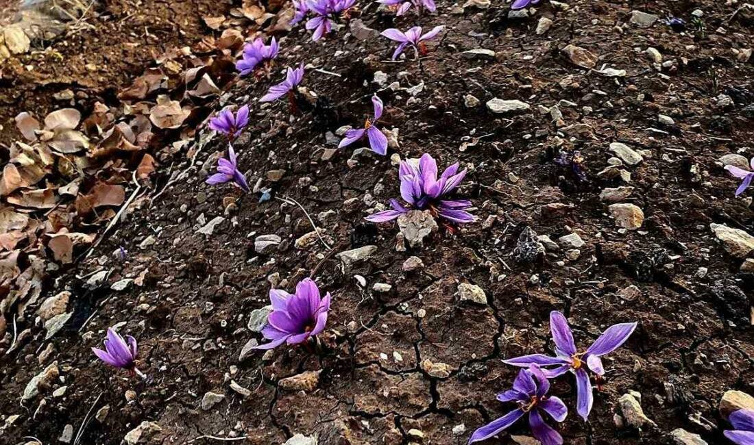 Siirt'te safran bitkisi başarılı bir şekilde yetiştirilerek tarımsal üretimde çeşitliliğin