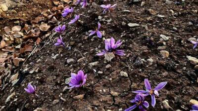 Siirt'te safran bitkisi başarılı bir şekilde yetiştirilerek tarımsal üretimde çeşitliliğin