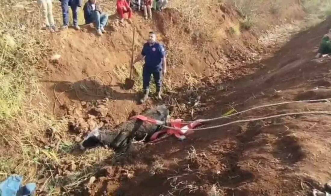 Şanlıurfa'nın Eyyübiye ilçesinde bir inek, tahliye kanalına düştü ancak itfaiye