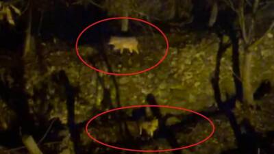 Diyarbakır’ın Silvan ilçesinde yiyecek bulmakta zorlanan kurtlar yerleşim yerine indi.