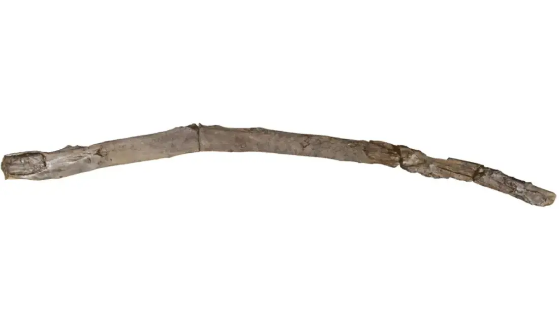 Yunanistan’da yapılan arkeolojik kazılarda, 430 bin yıl öncesine ait ahşap