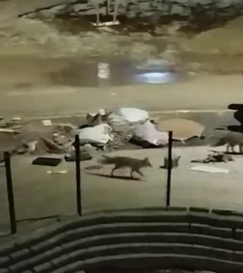 Adıyaman’da, aç kalan tilkiler yerleşim alanındaki çöplerde yiyecek aradı.