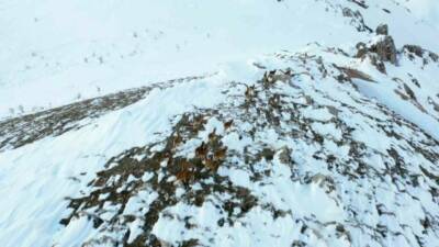Adıyaman’da kar üzerinde kalabalık şekildeki yaban keçileri havadan görüntülendi.