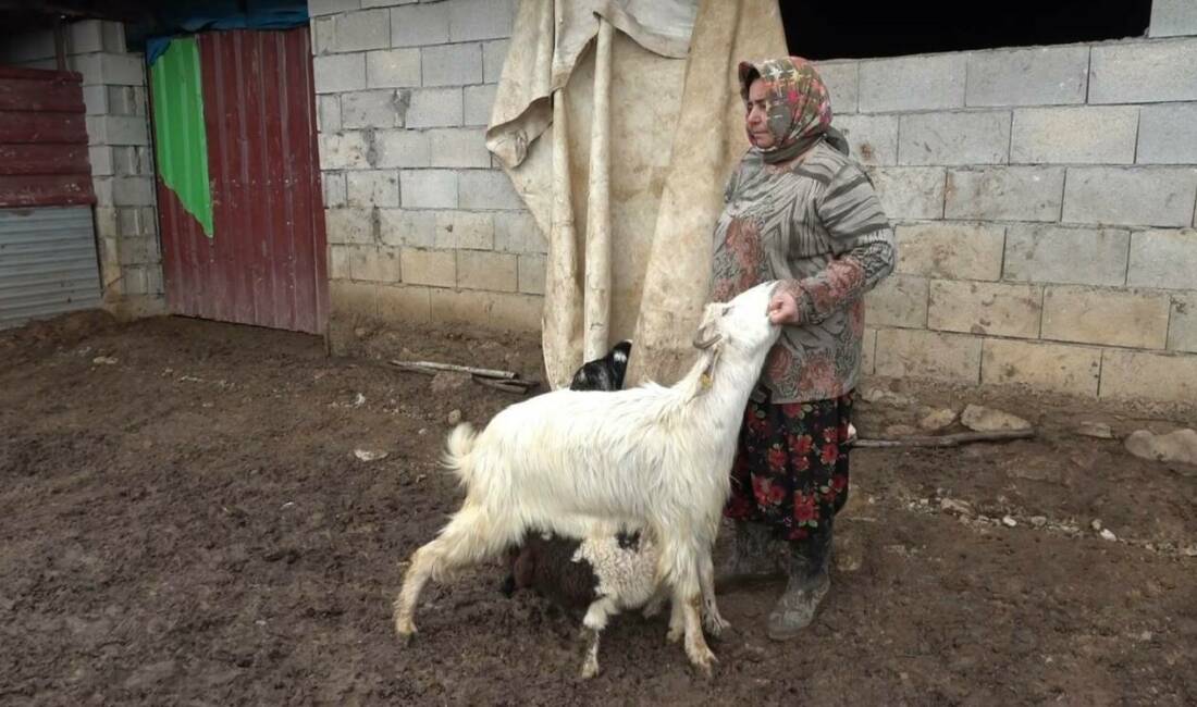 Gaziantep’te doğum sonrası annesinin kabullenmemesi nedeniyle bakımsız kalan kuzuyu keçiler