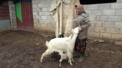 Gaziantep’te doğum sonrası annesinin kabullenmemesi nedeniyle bakımsız kalan kuzuyu keçiler