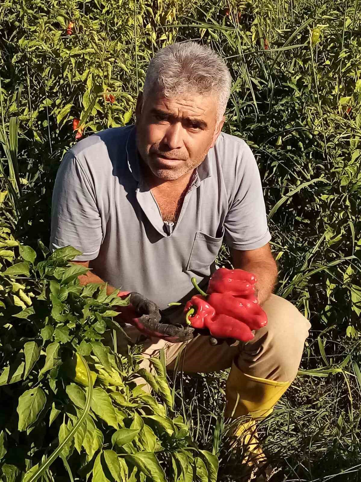 Şanlıurfa’nın Eyyübiye ilçesinde apartmanın 4’üncü katında asansöre binmek isteyen servis