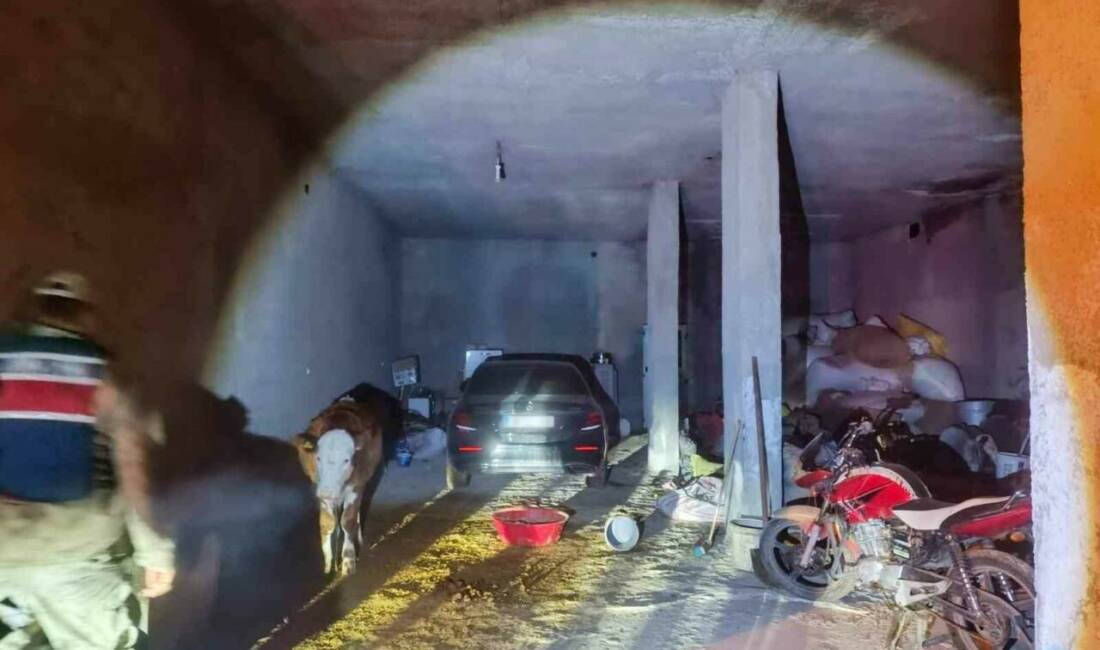 Şanlıurfa’nın Akçakale ilçesinde evinin ahırında çalıntı otomobil saklayan kişi jandarma