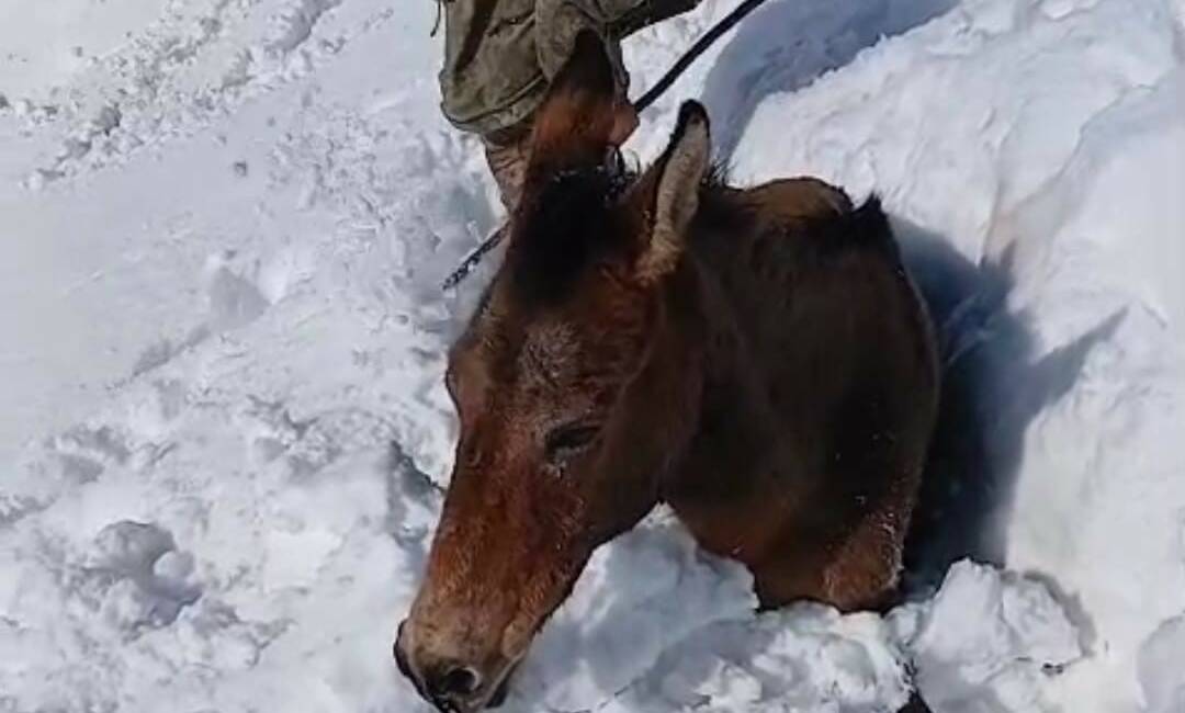 Batman’ın Sason ilçesinde yoğun kar yağışı nedeniyle dağlık alanda mahsur
